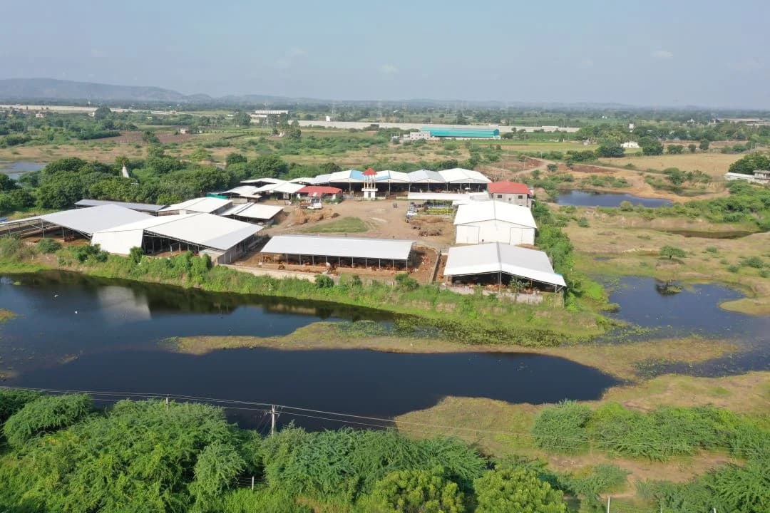 ગૌશાળાની તસ્વીરો